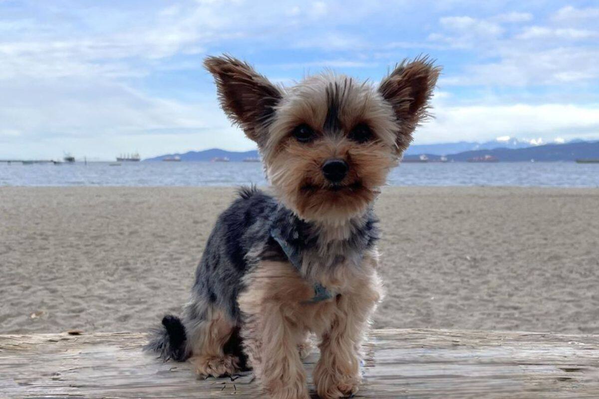 Windows 11 ahora tiene una herramienta para eliminar fondos