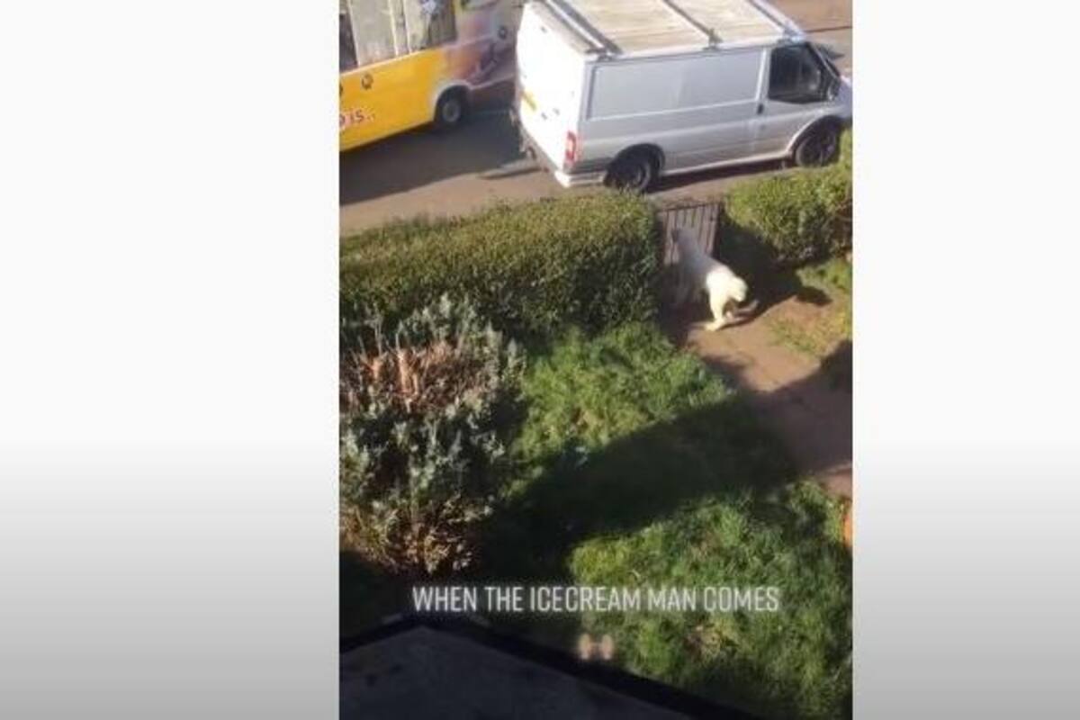 Así reacciona este perrito al escuchar el carro de nieves