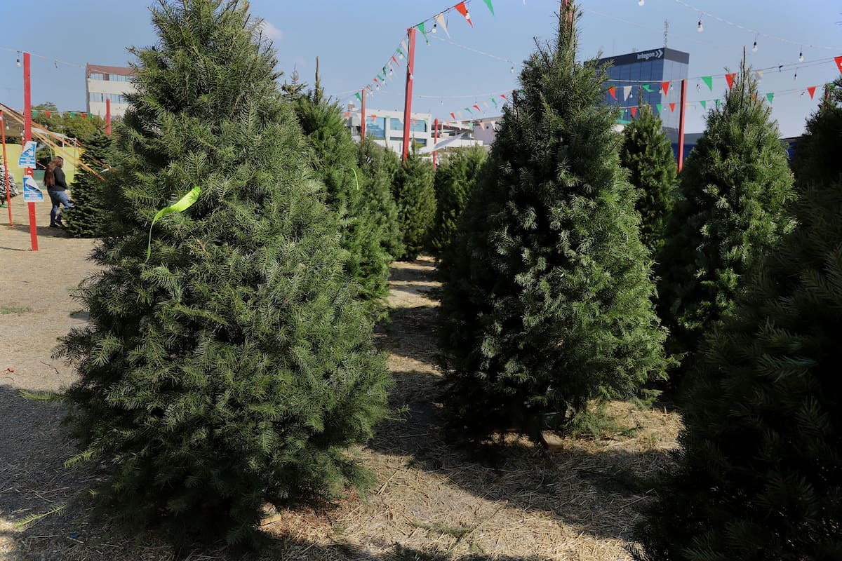 Esperan repunte en ventas de pinos navideños