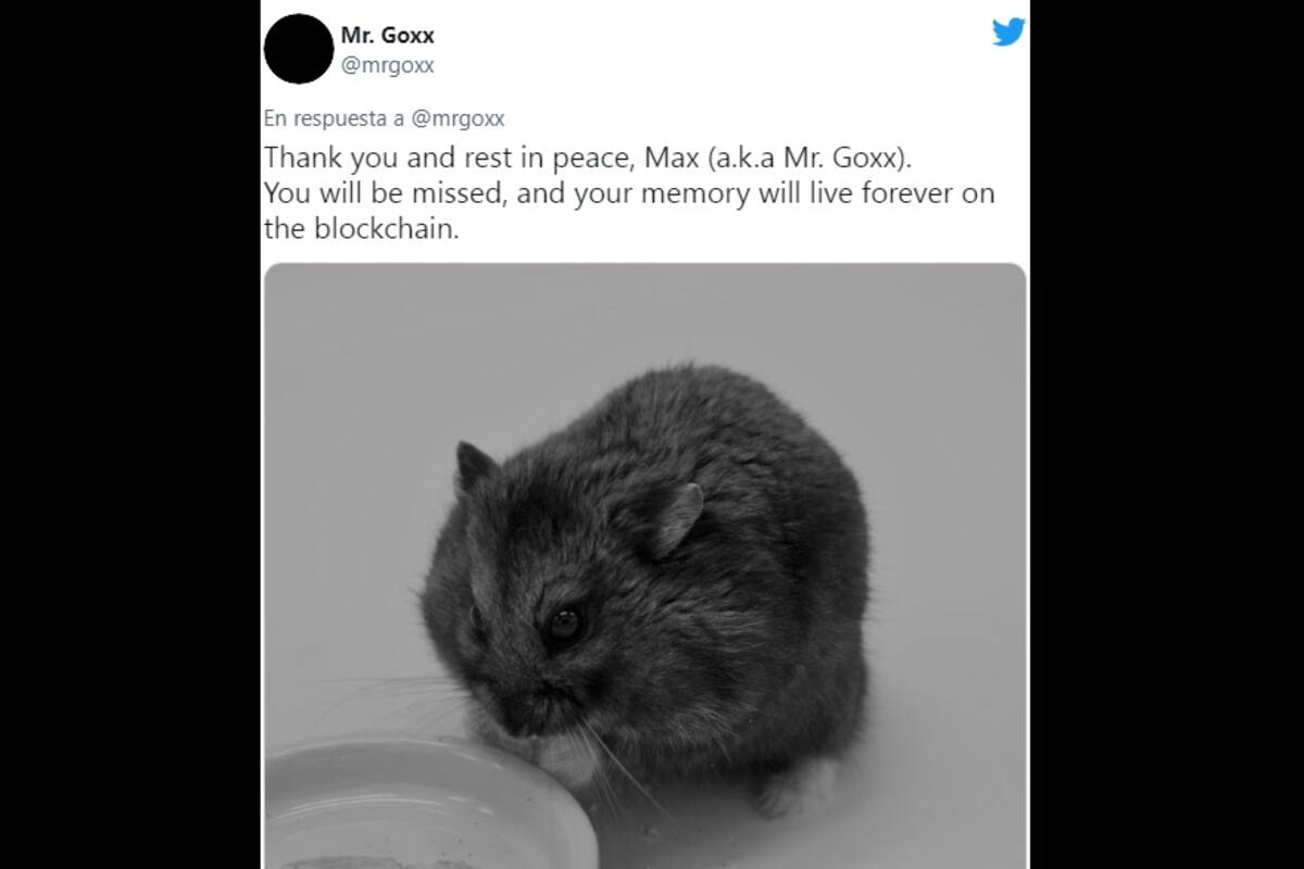 Muere Mr. Goxx, el hámster 'criptotrader'