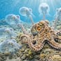 ¿Nueve mentes en un solo cuerpo? La ciencia confirmó que cada brazo de los pulpos tiene su propio cerebro independiente que le permite sentir, decidir y cazar sin esperar órdenes de su cabeza gracias a que poseen más neuronas en sus extremidades que en su centro de mando