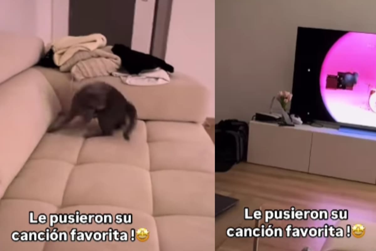 “Se aprendió la coreografía”: Gato causa revuelo al girar sin parar con su canción favorita