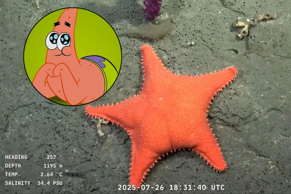 Encuentran estrella que recuerda a Patricio de Bob Esponja