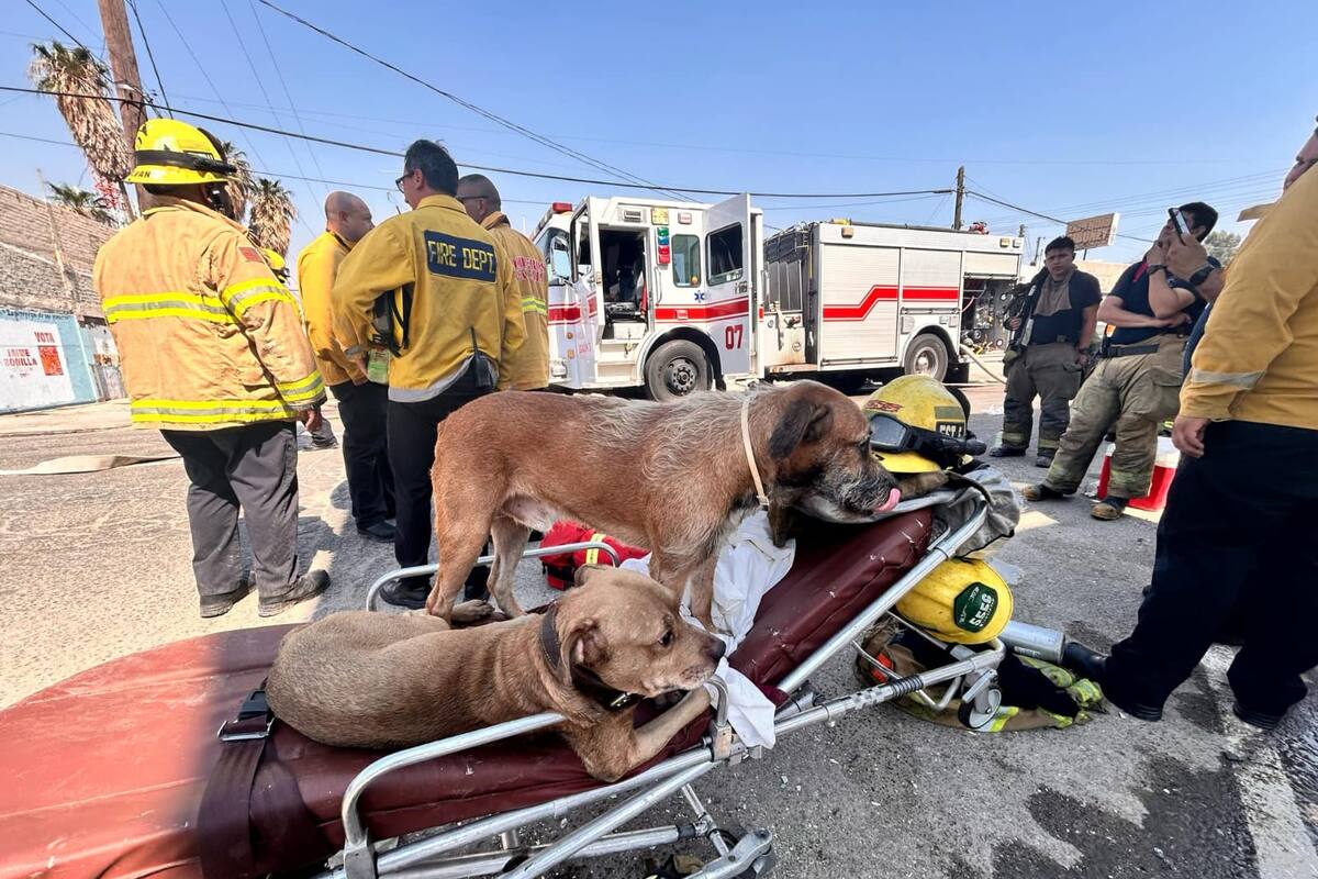 Hallan cuerpo calcinado en incendio