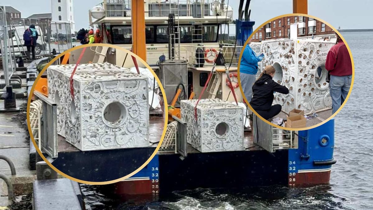 Científicos británicos devuelven la vida al mar con bloques de seis toneladas y 4.000 ostras, reconstruyendo arrecifes desaparecidos y creando un refugio para peces, crustáceos y biodiversidad en la costa de Inglaterra mientras enfrentan tormentas y retos del cambio climático