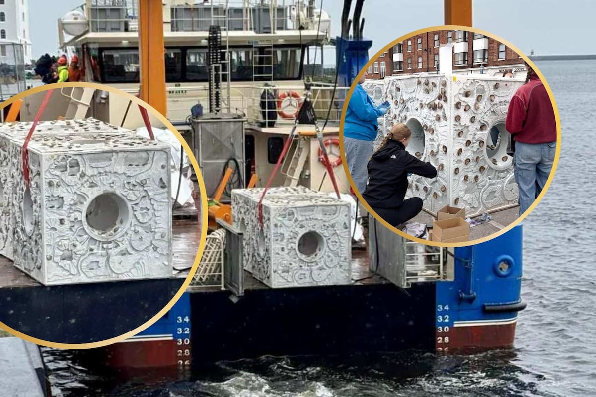 Científicos británicos devuelven la vida al mar con bloques de seis toneladas y 4.000 ostras, reconstruyendo arrecifes desaparecidos y creando un refugio para peces, crustáceos y biodiversidad en la costa de Inglaterra mientras enfrentan tormentas y retos del cambio climático