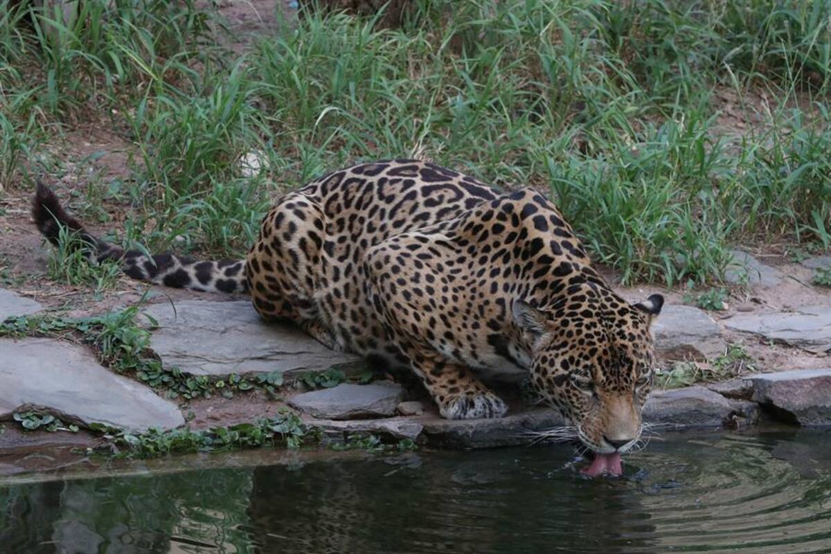 El jaguar y otras especies peligran por incendios en Amazonía