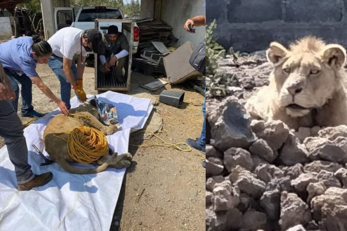 León encontrado en Chalco, ya fue trasladado a Hidalgo por la Profepa