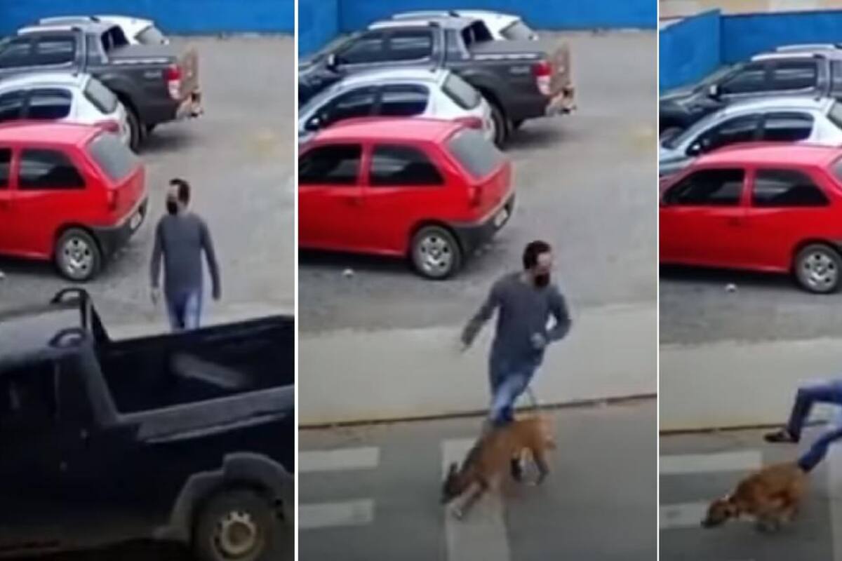 La triste historia detrás del perrito que atropella a una persona