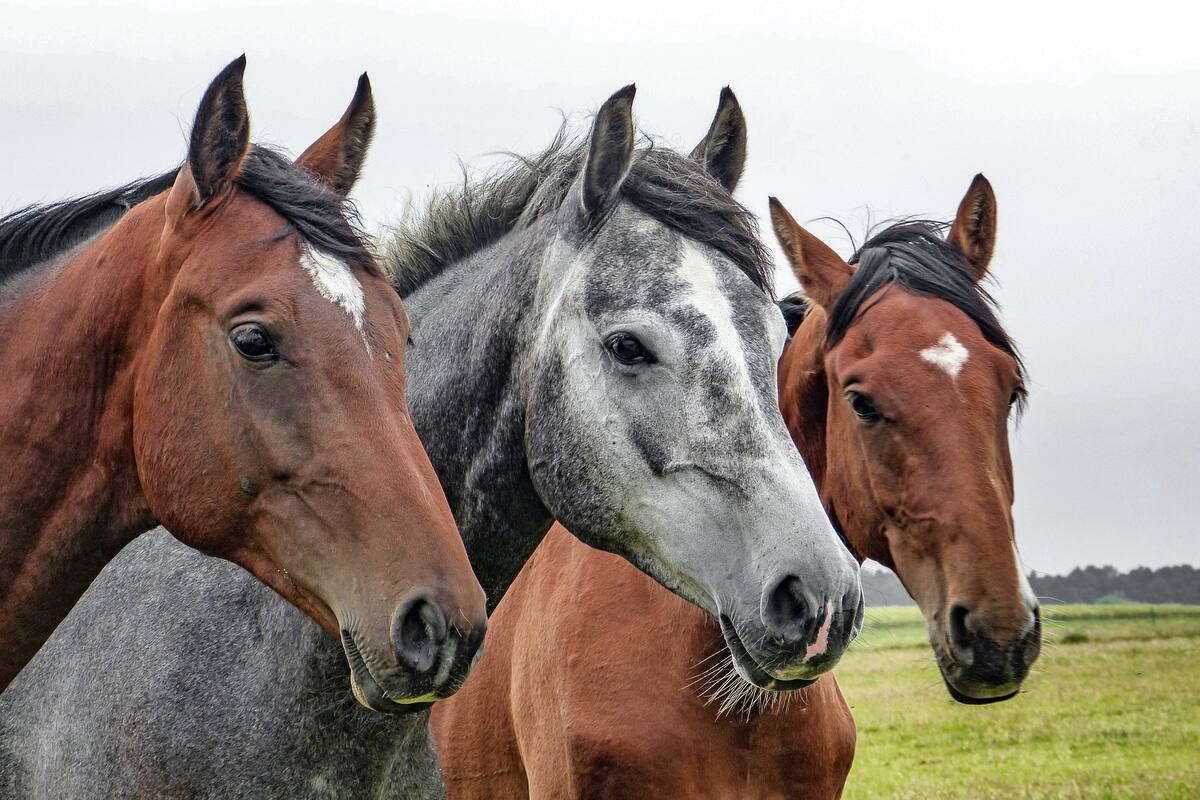 Matan cruelmente a 15 caballos a tiros en Kentucky y causa consternación en condado