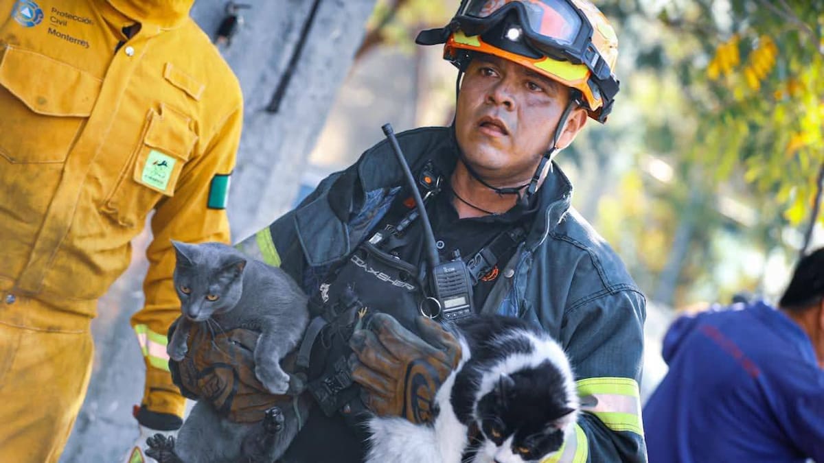 Cinco gatitos fueron rescatados por bomberos de Monterrey durante un incendio; conoce cómo lograron salvar a los felinos y qué recomendaciones seguir para proteger a tus mascotas en caso de incendio