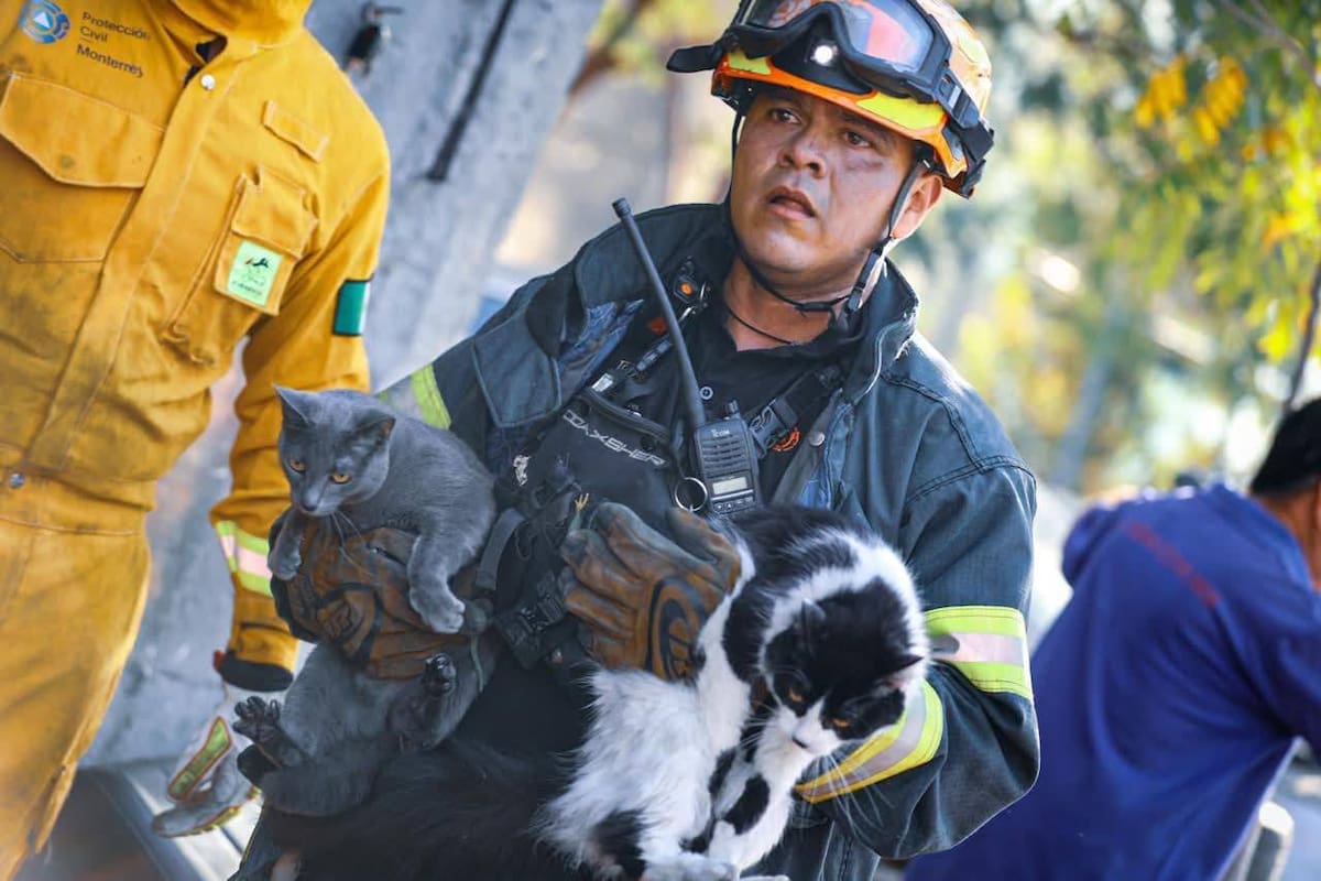 Cinco gatitos fueron rescatados por bomberos de Monterrey durante un incendio; conoce cómo lograron salvar a los felinos y qué recomendaciones seguir para proteger a tus mascotas en caso de incendio