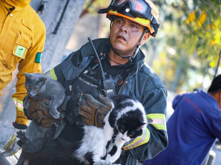Cinco gatitos fueron rescatados por bomberos de Monterrey durante un incendio; conoce cómo lograron salvar a los felinos y qué recomendaciones seguir para proteger a tus mascotas en caso de incendio
