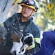 Cinco gatitos fueron rescatados por bomberos de Monterrey durante un incendio; conoce cómo lograron salvar a los felinos y qué recomendaciones seguir para proteger a tus mascotas en caso de incendio
