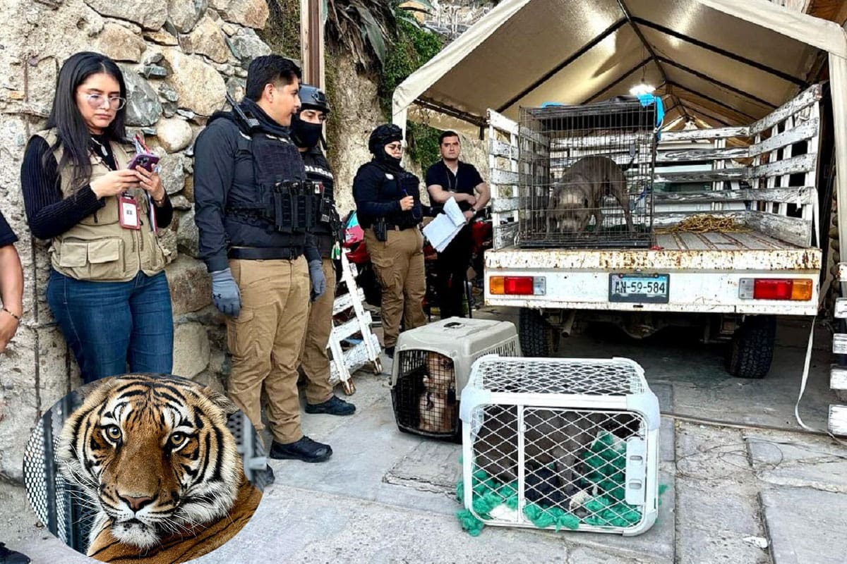 FGR rescata varios animales exóticos de vivienda en la Buena Vista