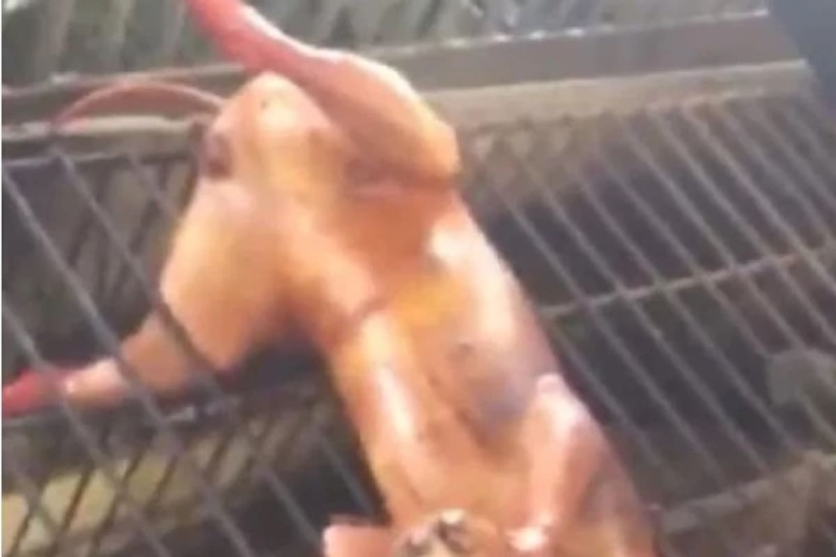 Perro es cocinado en mercado callejero de China; piden parar venta de esta carne