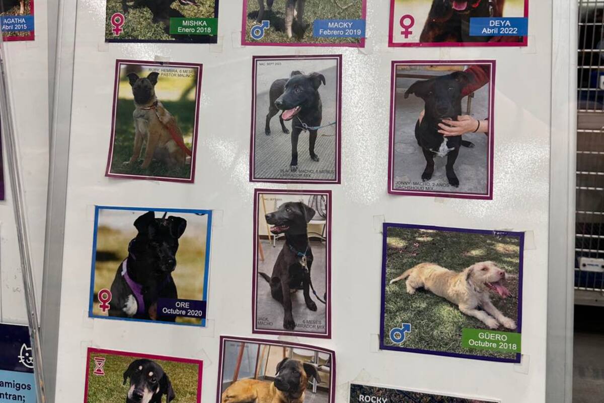 Buscan hogar temporal para mascotas rescatadas