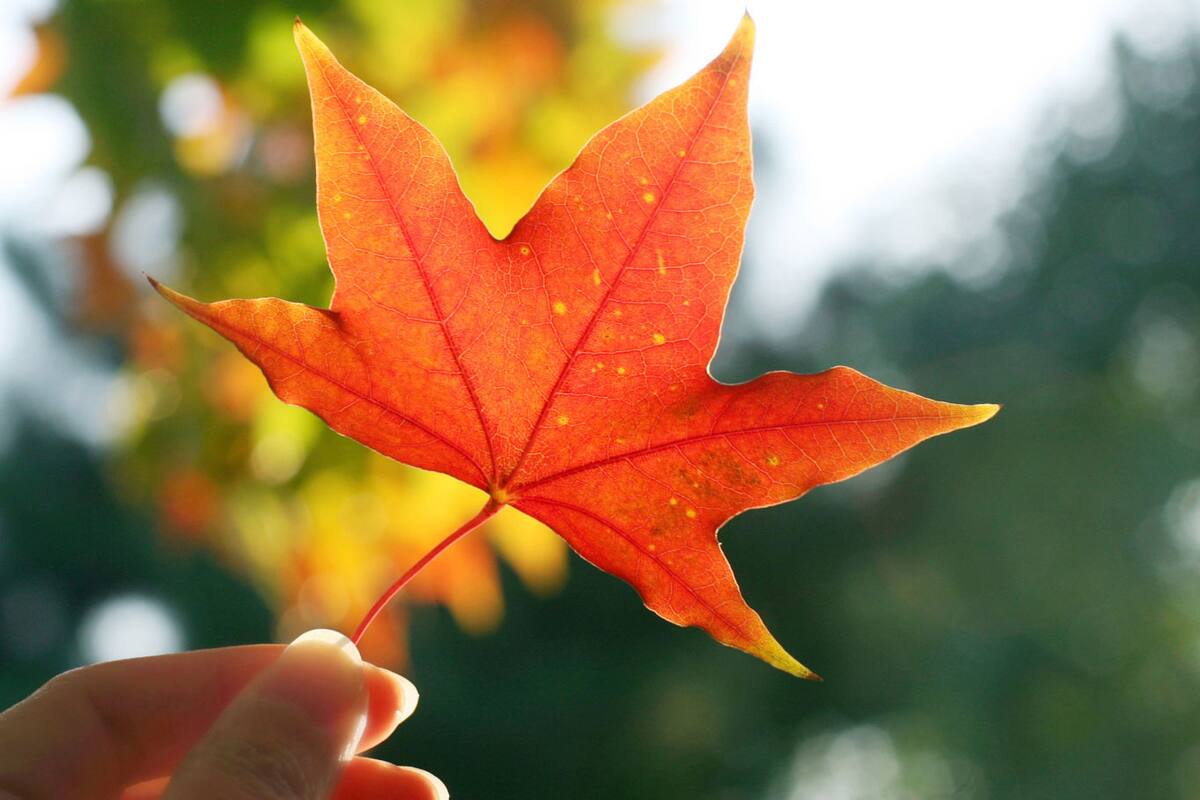 Consume estos alimentos para evitar enfermarte en otoño