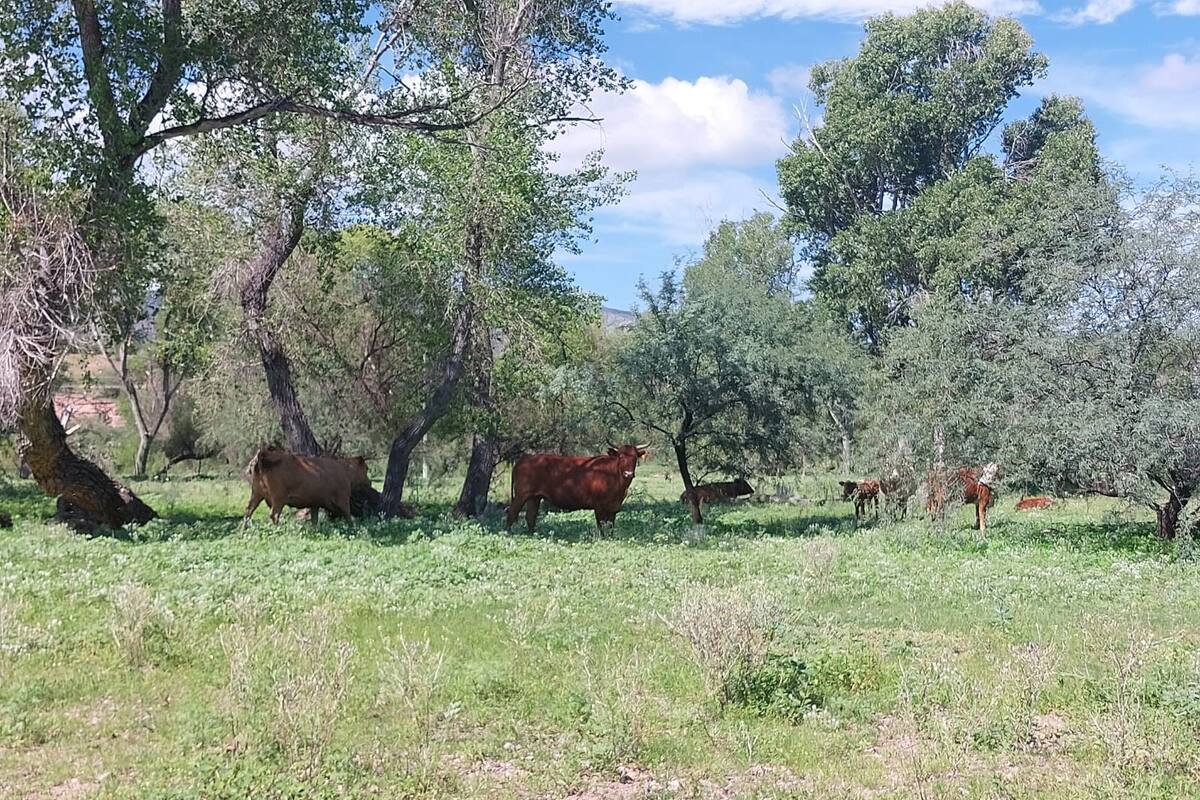 Exigen ganaderos del Valle del Yaqui garantías de seguridad