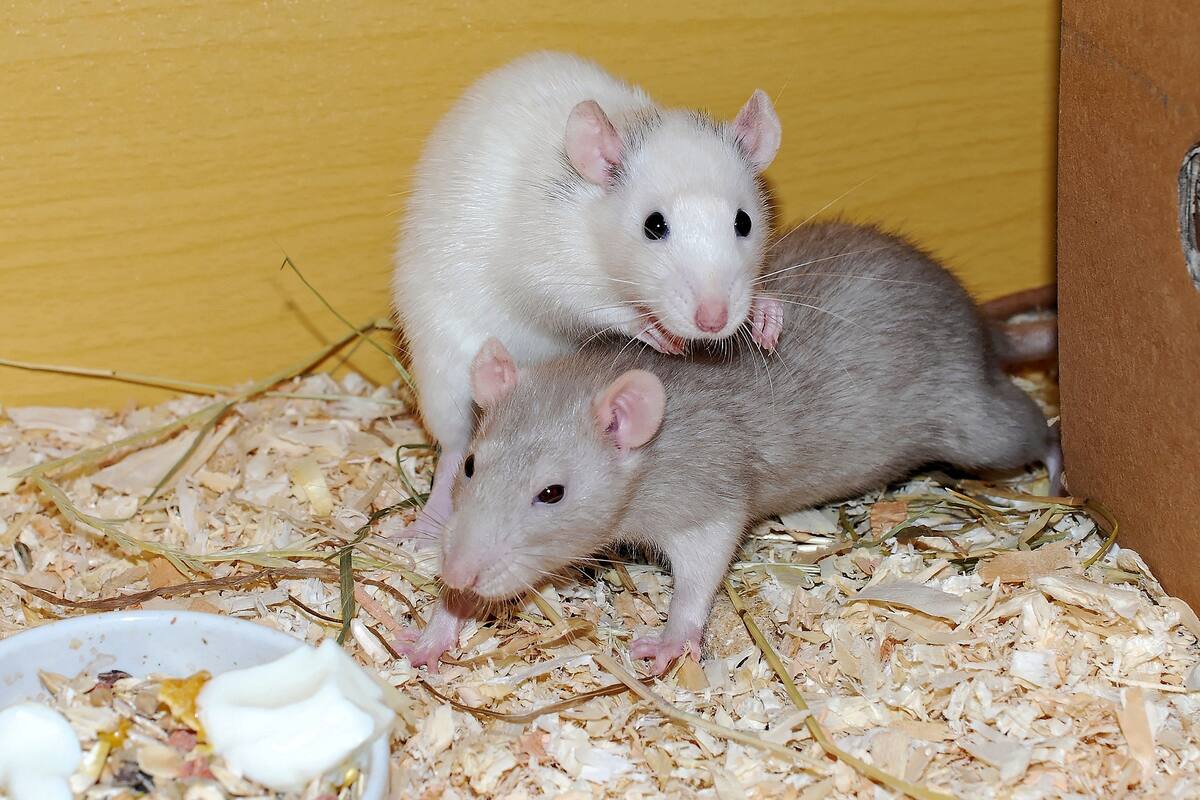 China presenta chip inalámbrico de interfaz cerebro-computadora para animales