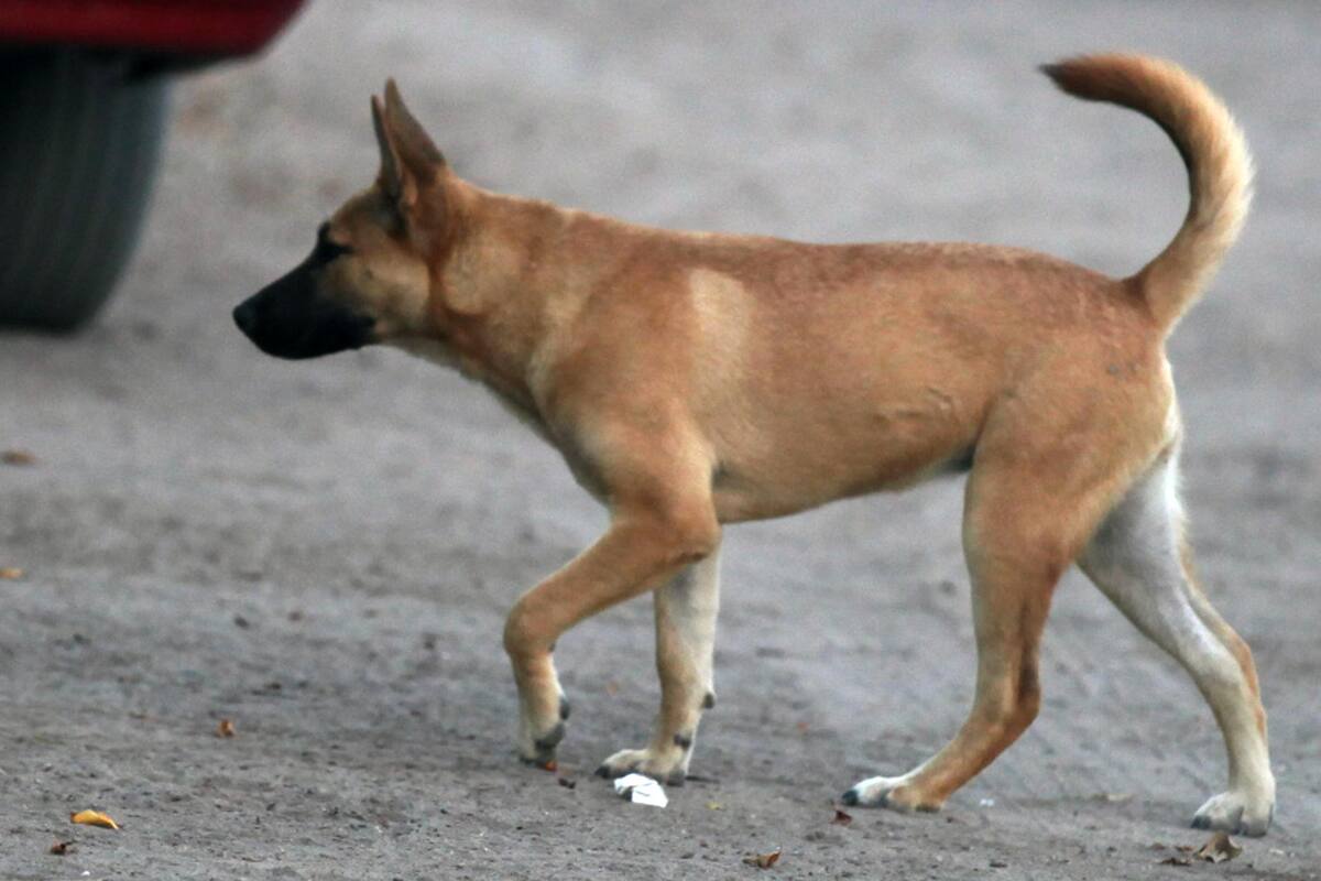Plantean implementar redadas contra jaurías de perros