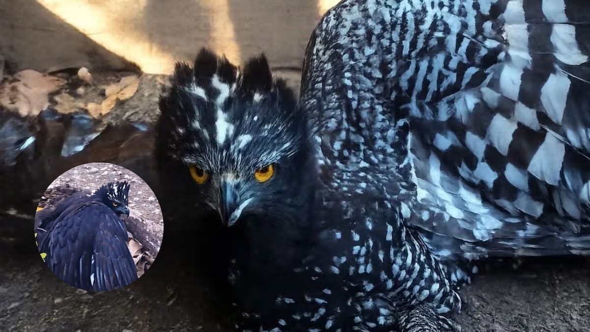 El Águila Tirana fue documentada por primera vez en la Sierra Gorda a más de 150 kilómetros de su zona conocida, un hallazgo que amplía lo que se sabía sobre esta especie en peligro de extinción en México