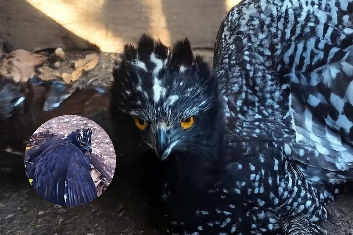 El Águila Tirana fue documentada por primera vez en la Sierra Gorda a más de 150 kilómetros de su zona conocida, un hallazgo que amplía lo que se sabía sobre esta especie en peligro de extinción en México