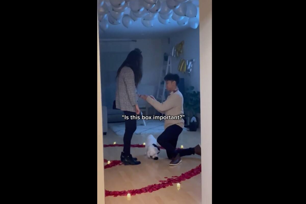 TIKTOK VIDEO: Perrito acompaña al novio de su dueña para llevar los anillos en la propuesta de matrimonio