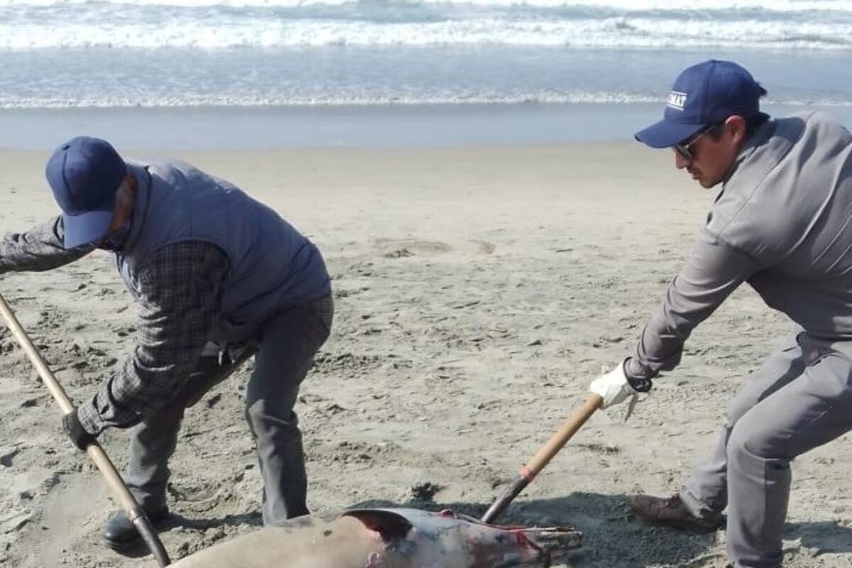 Atienden seis varamientos de mamíferos en Playa Hermosa