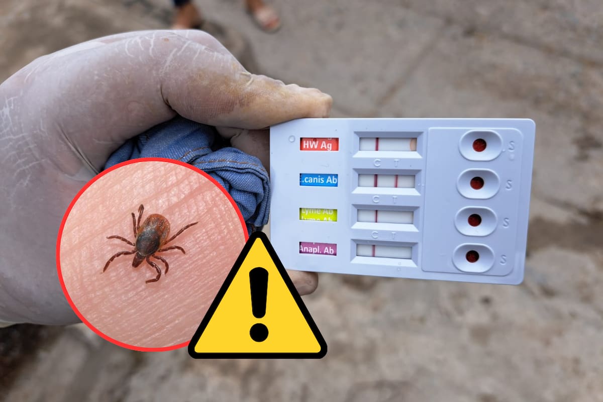 Rickettsia en Sonora deja 12 muertes y 30 casos confirmados; Guaymas es el municipio más afectado