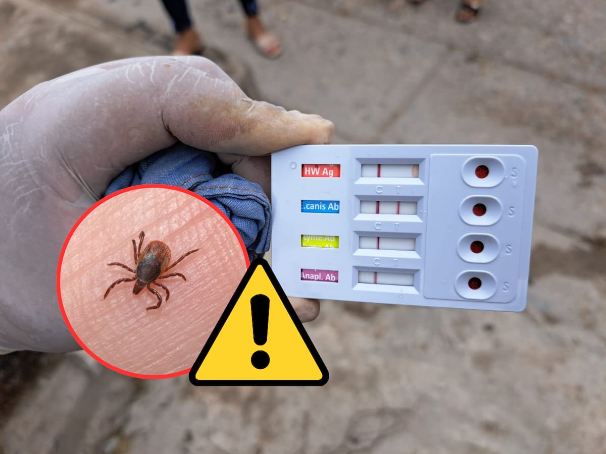Autoridades de salud mantienen vigilancia epidemiológica por casos de rickettsia en distintos municipios de Sonora. FOTO: ESPECIAL