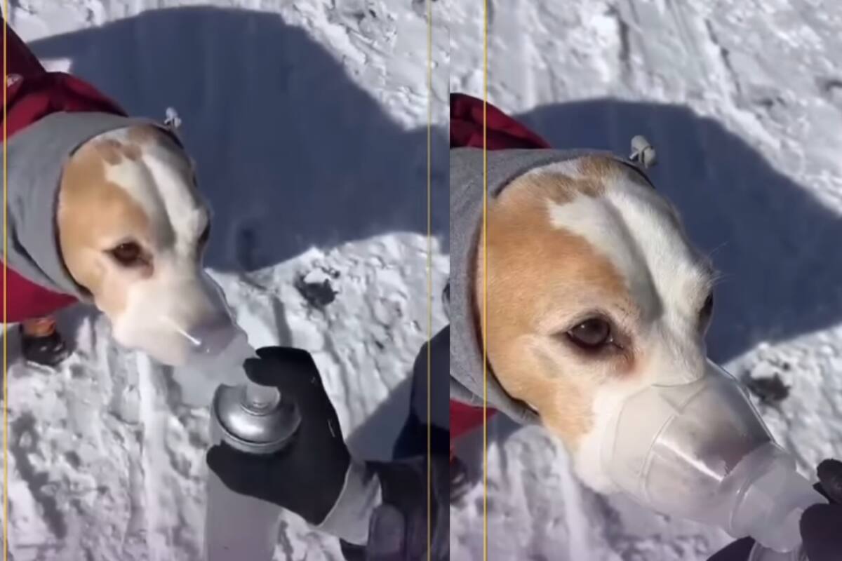 Perrito escala el Himalaya y sorprende al pedir oxígeno a sus dueños