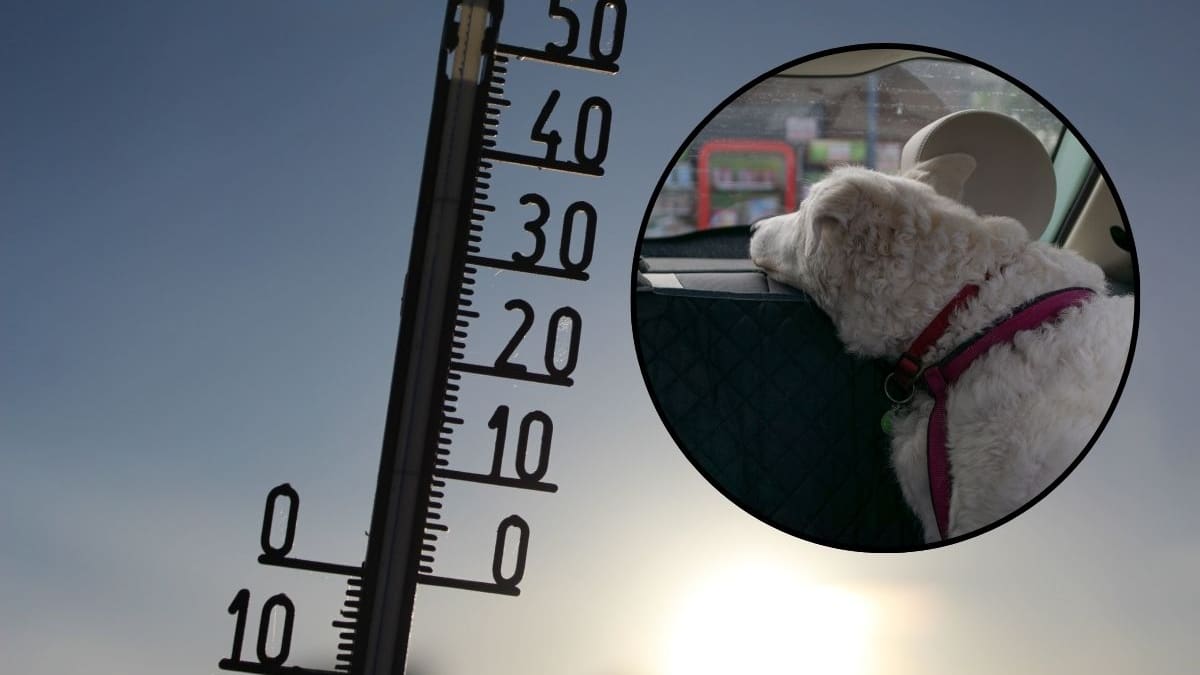Bomberos de Hermosillo advierten sobre riesgos de dejar menores y mascotas en vehículos durante el calor