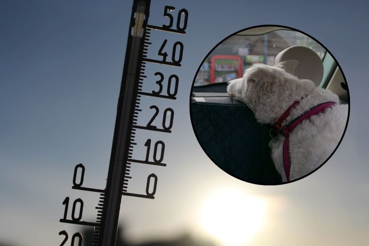 Bomberos de Hermosillo advierten sobre riesgos de dejar menores y mascotas en vehículos durante el calor