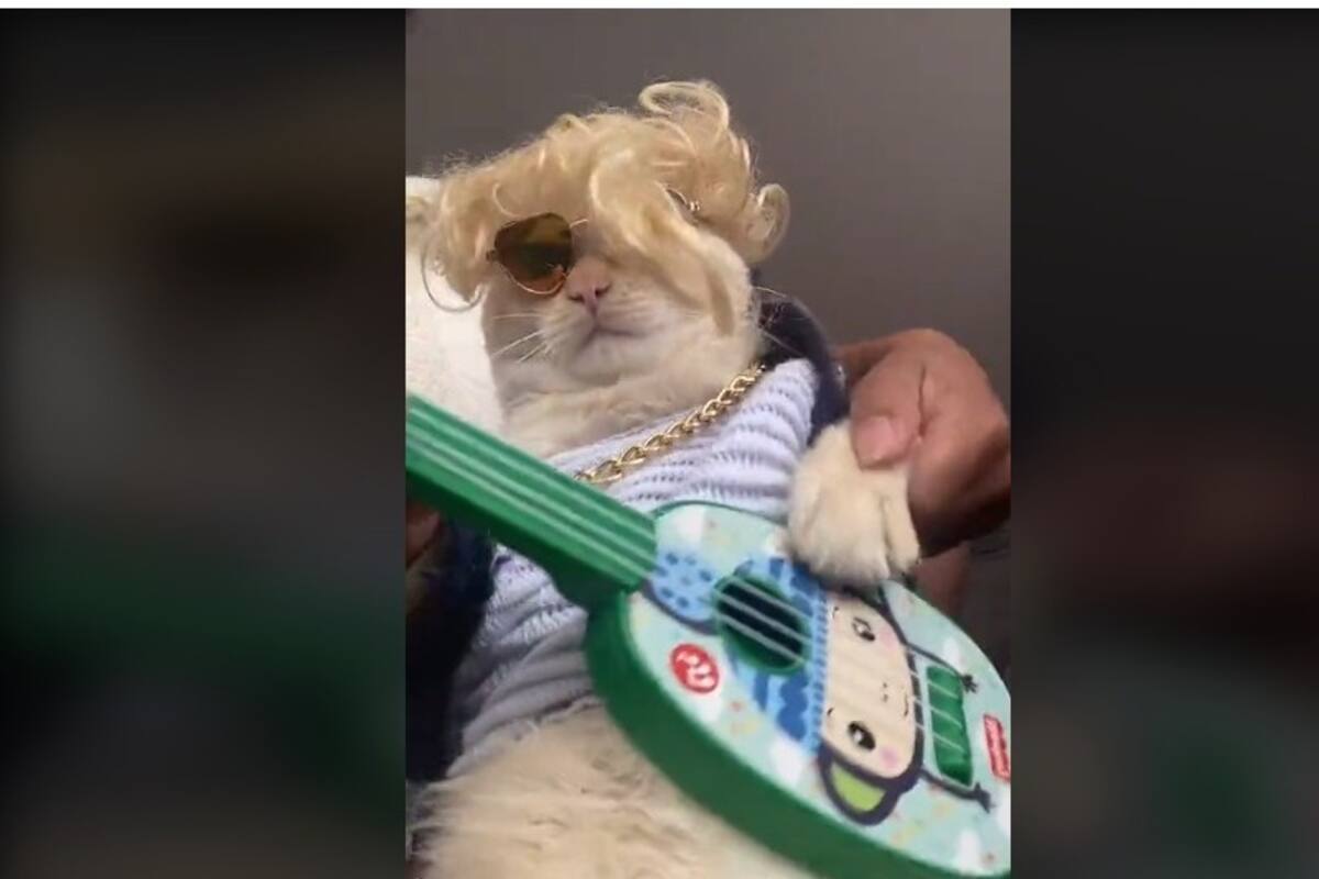 ¡Qué tierno!: Gatito disfrazado de Elvis Presley es la sensación de TikTok