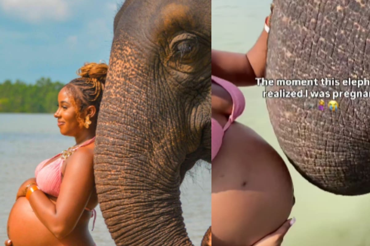 “Miren su estómago, es el bebé quien juega con él”: elefante interactúa con una mujer embarazada y se vuelve viral