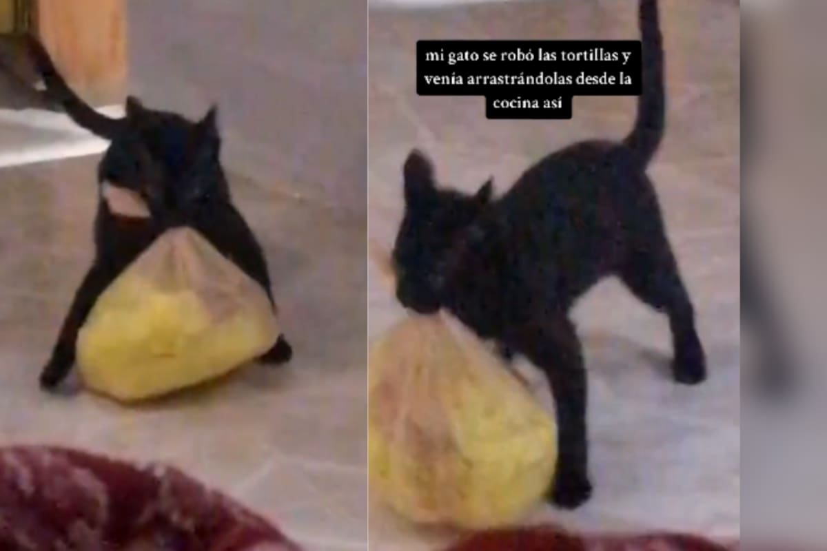 VIDEO: gato se vuelve viral por robar una bolsa de tortillas y caminar de manera graciosa