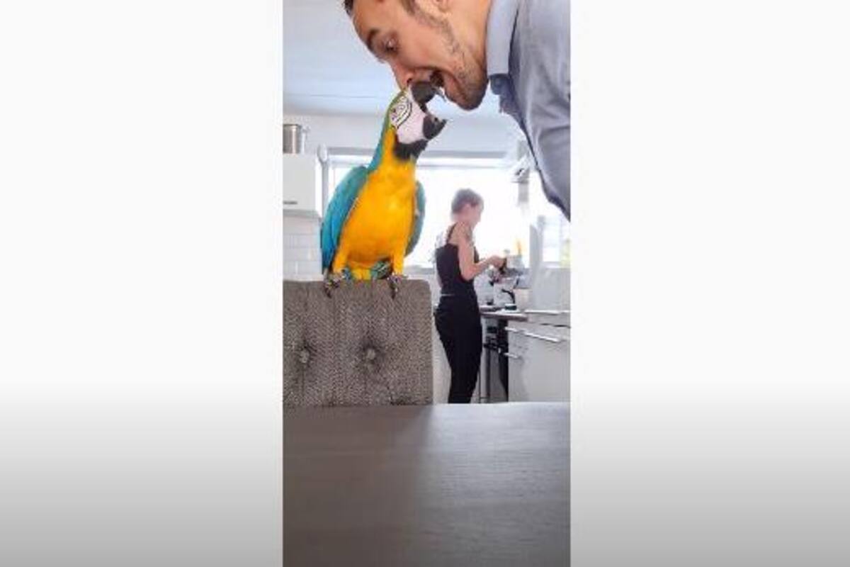 Perico grita con su dueño y se hace viral