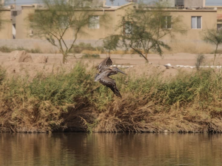 Humedales de Mexicali, oasis clave ante una crisis hídrica ya presente