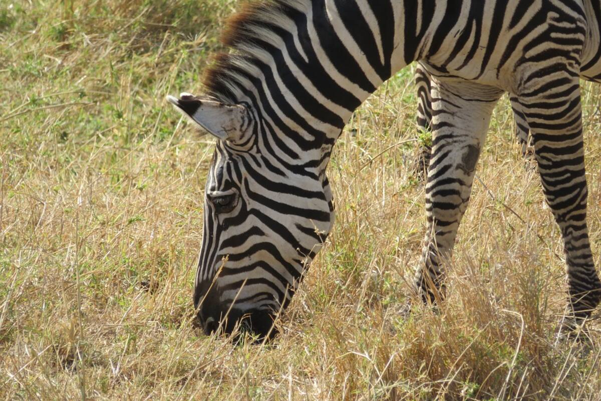 FOTOS: Encuentran una hermosa cebra con puntos en lugar de rayas