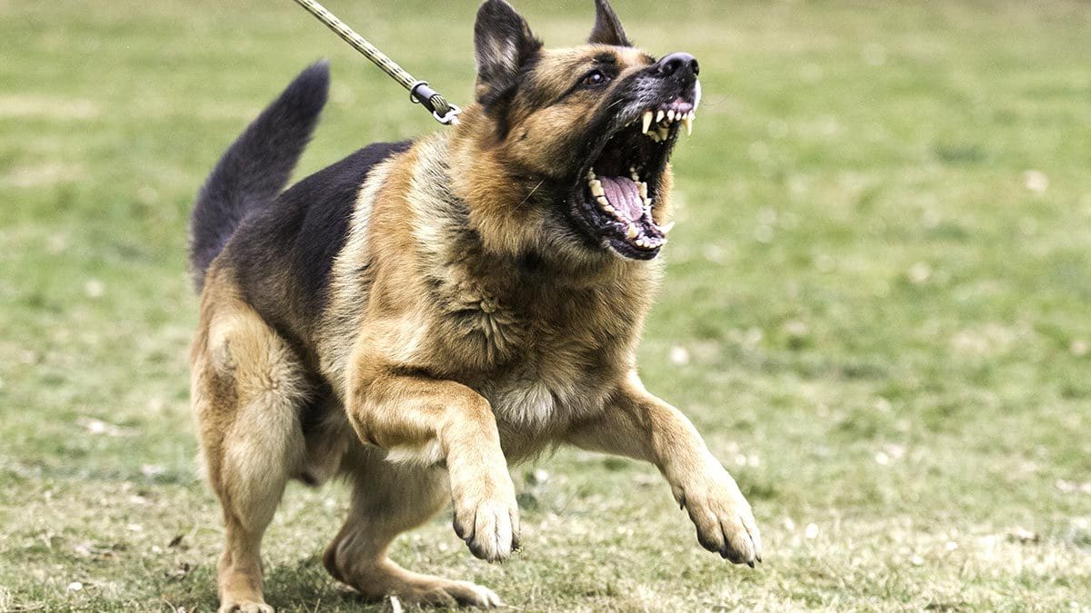 Para los ejemplares clasificados como “perros potencialmente peligrosos”, las compañías aseguradoras exigen la contratación de una póliza específica | Foto Ilustrativa.