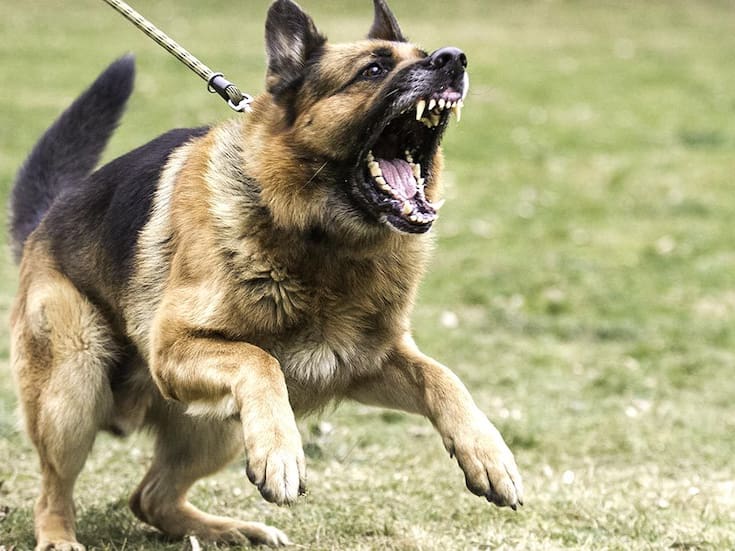 Resguardan a dos perros tras reportes de agresiones a vecinos de colonia Pueblo Escondido