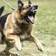 Resguardan a dos perros tras reportes de agresiones a vecinos de colonia Pueblo Escondido