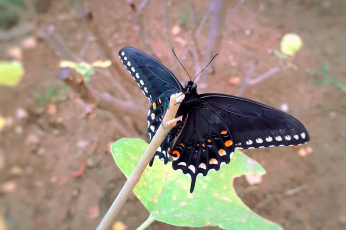 Mariposario de Cócorit alberga nuevo huésped