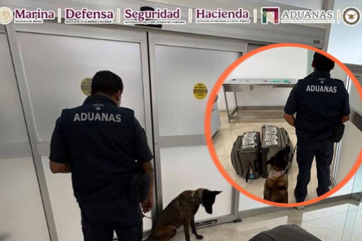 Más de 365 mil dólares ocultos en cuatro maletas fueron descubiertos en Oaxaca gracias a la alerta de “Cinta”, el binomio canino que detectó el equipaje de un pasajero procedente de Dallas