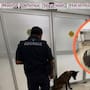 Más de 365 mil dólares ocultos en cuatro maletas fueron descubiertos en Oaxaca gracias a la alerta de “Cinta”, el binomio canino que detectó el equipaje de un pasajero procedente de Dallas