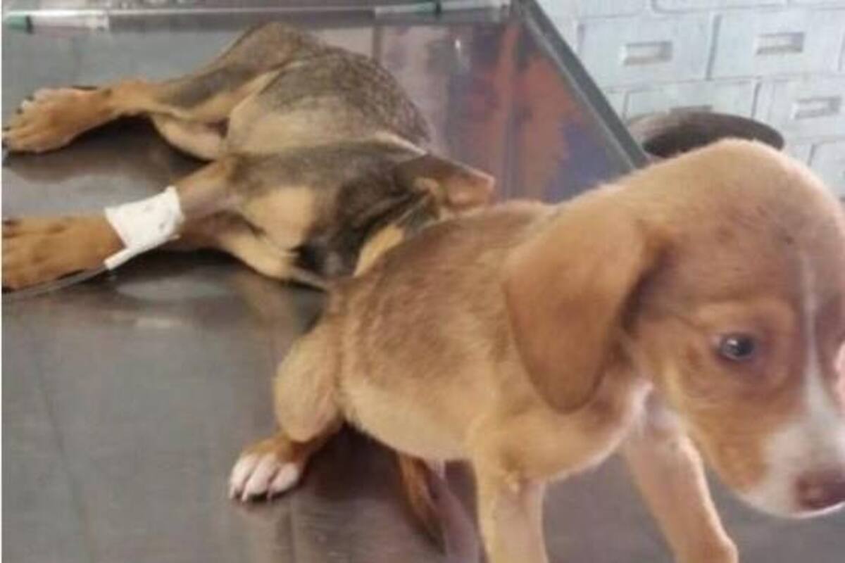 Aumenta el número de perros envenenados