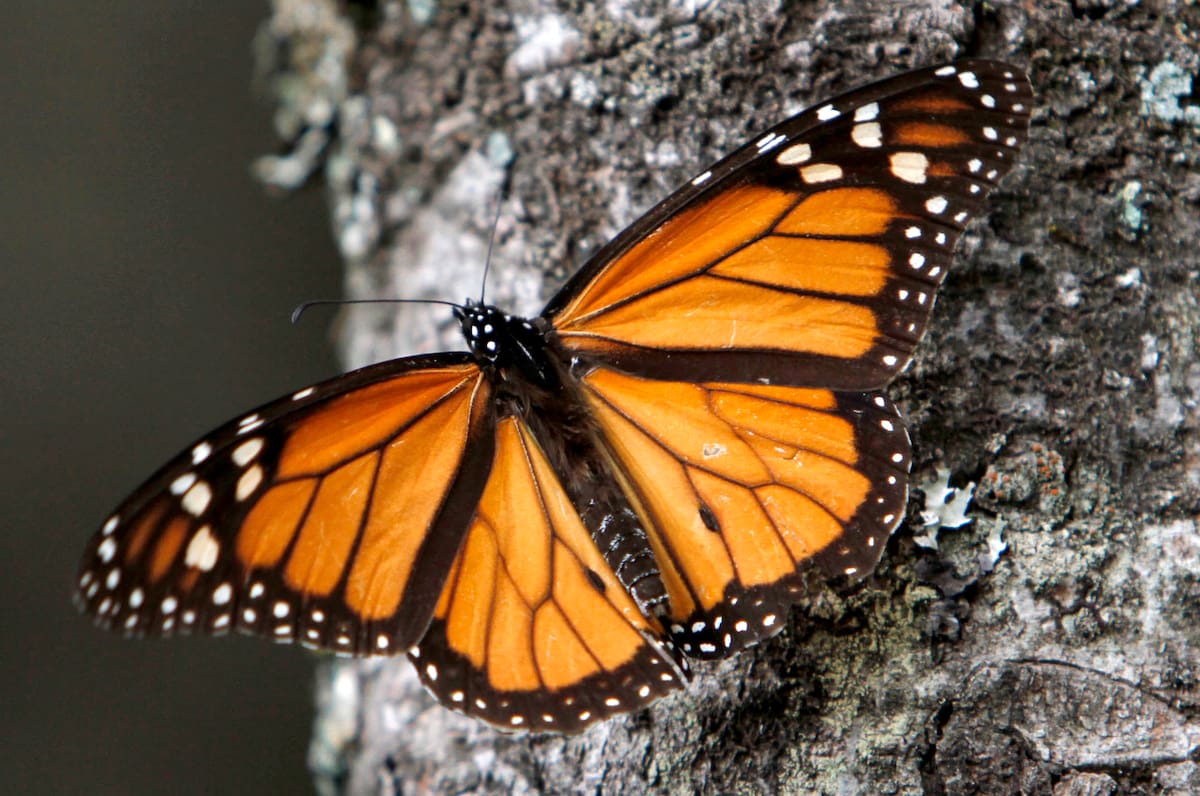 En esta imagen del 9 de diciembre de 2011 se ve a una mariposa monarca sobre el tronco de un árbol en el Santuario Sierra Chincua en las montañas del estado de Michoacán, México. (AP Foto/Marco Ugarte, Archivo)