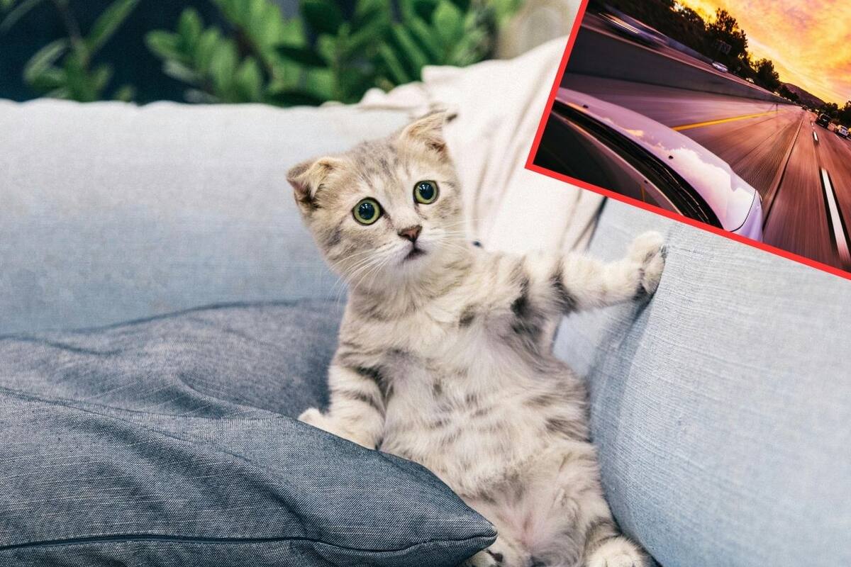 Jane Sykes, veterinaria especializada en enfermedades infecciosas de la Universidad de California-Davis, aclaró que las enfermedades respiratorias en gatos son comunes, pero el H5N1 sigue siendo “bastante raro”. Foto: Pexels