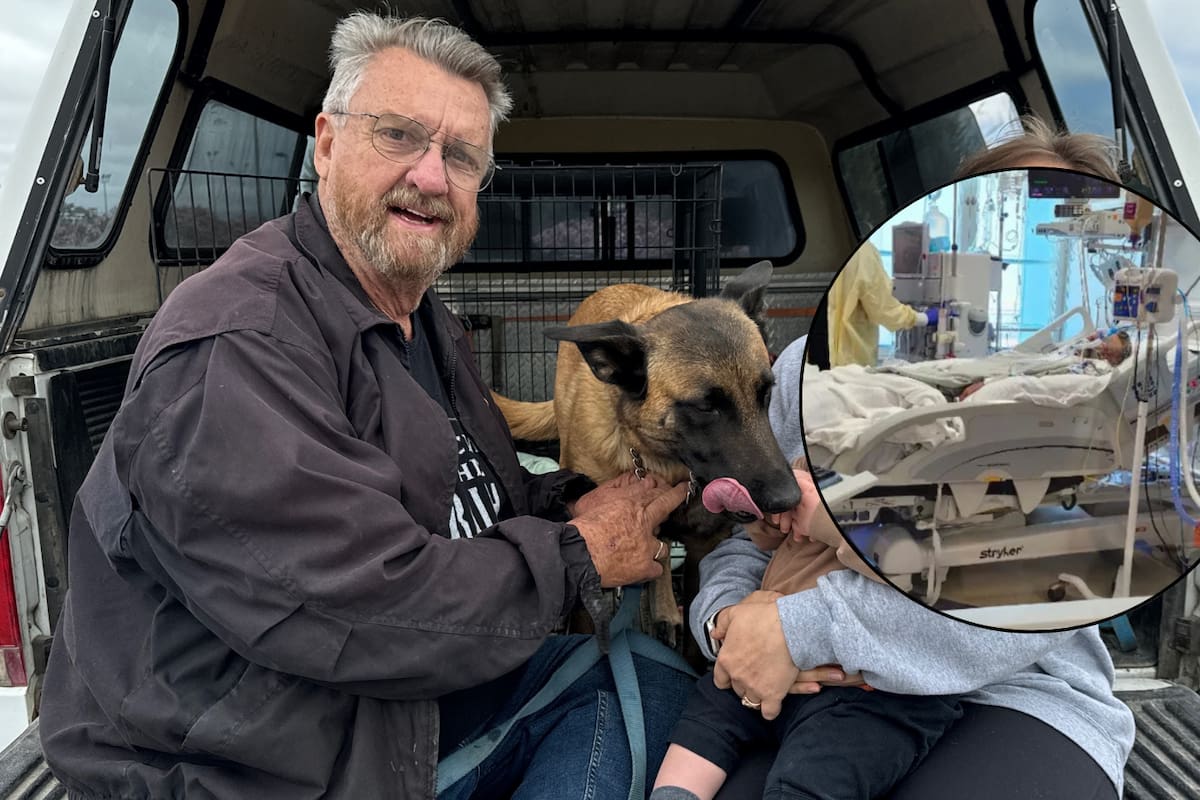 Abuelito arriesga su vida para salvar a su perrito de ‘abejas asesinas’; sobrevivió a 500 picaduras pero su mascota murió